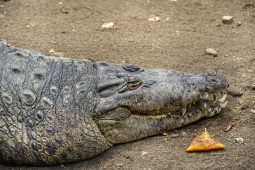 Crocodile on Surabaya Zoo, Indonesia