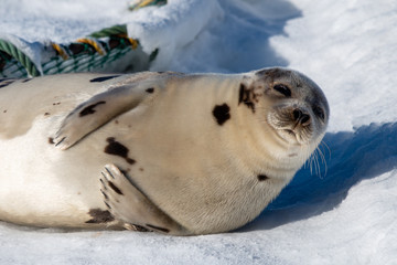 A close up of a large harp seal. The animal has large flippers tucked into its sides with its head up in the air. The seal has long whiskers, dark eyes, and grey fur or skin with dark spots. 