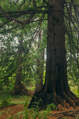 Obraz premium A grove of massive redwood trees in the forest