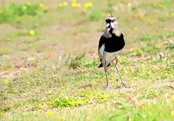 Southern lapwing perched on the grass