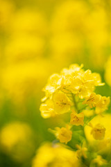菜の花