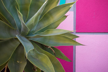 Succulent in Front of Pink Pattern Wall