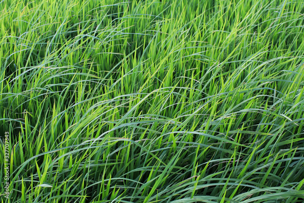 Wall mural Rice field green grass blue sky cloud cloudy landscape background.In rice fields where the rice is growing, the yield of rice leaves will change from green to yellow.Beautiful sunrise with golden hour