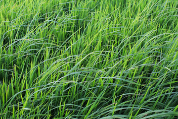 Rice field green grass blue sky cloud cloudy landscape background.In rice fields where the rice is growing, the yield of rice leaves will change from green to yellow.Beautiful sunrise with golden hour