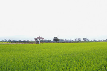 Fototapeta na wymiar Rice field green grass blue sky cloud cloudy landscape background.In rice fields where the rice is growing, the yield of rice leaves will change from green to yellow.Beautiful sunrise with golden hour