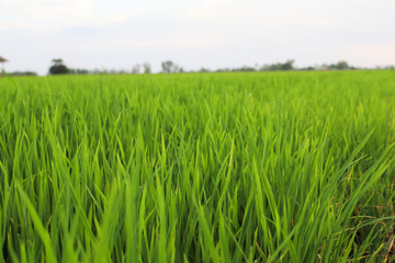Rice field green grass blue sky cloud cloudy landscape background.In rice fields where the rice is growing, the yield of rice leaves will change from green to yellow.Beautiful sunrise with golden hour