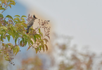 Japanese Waxwing