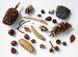 Dry isolated things or old pieces including cone, casuarina, wooden stick, sponge stone, hazelnut