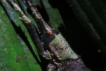 Close up of the head of a grasshopper showing the pantser and eyes in detail