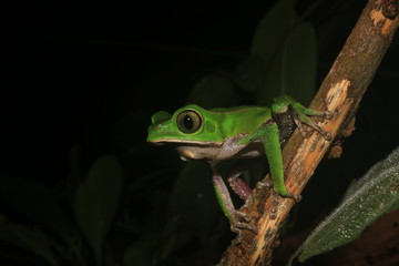 The tarsier leaf frog, Phyllomedusa tarsius, a bright green tree frog with a white belly in the rainforest