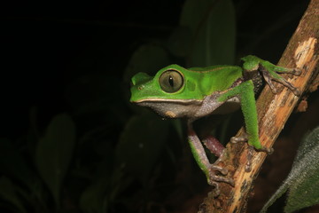 The tarsier leaf frog, Phyllomedusa tarsius, a bright green tree frog with a white belly in the rainforest