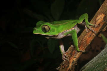 The tarsier leaf frog, Phyllomedusa tarsius, a bright green tree frog with a white belly in the rainforest