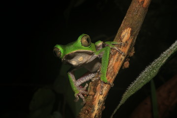 Obraz premium The tarsier leaf frog, Phyllomedusa tarsius, a bright green tree frog with a white belly in the rainforest