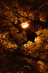 illuminated tree during night time
