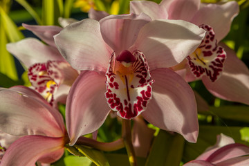 Orchid close up very colorful and beautiful showing spring iis here