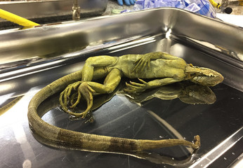 A dead iguana, iguana iguana, ready to be dissected for pathologic research