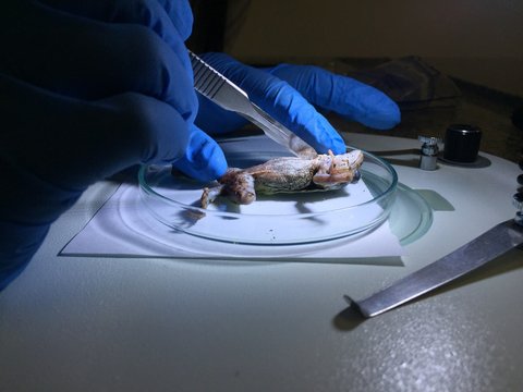 A dead frog being dissected under the microscope while wearing safety gloves