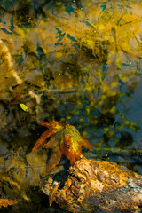 autumn leaves on water