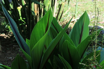 Green coloration with a brown stripe of very large leaves