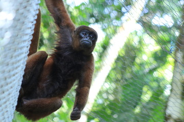 A brown woolly monkey, Lagothrix lagotricha, hanging from at the fence of his cage