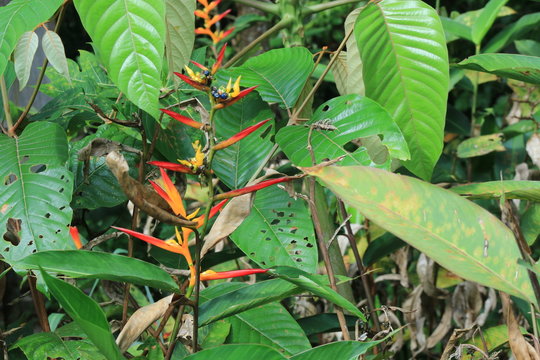 A helicon or plant species with bright red and orange flowers