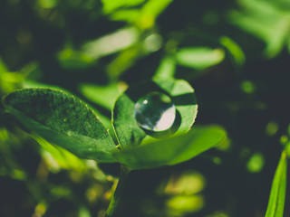 water drops on green leaf