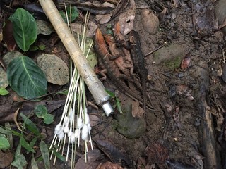 An indigenous person coming back from a succesfull lizard hunt with the blow pipe or cervatana