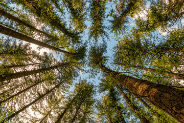 Fototapeta premium Moulton Falls Regional Park in Yacolt, Washington