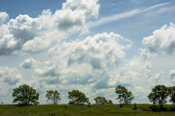 Fototapeta na wymiar art photo of green trees and cloudy sky on a summer day