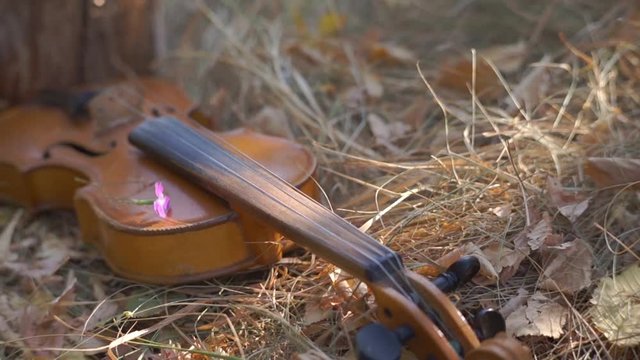 The wooden violin put on green grass ground floor. Musical instrument on the grass.