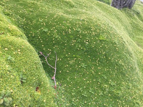 A mossbed with yellow flowers found on the rocks in the andes at 4500 meters