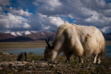Grazing yak Namtso, Tibet