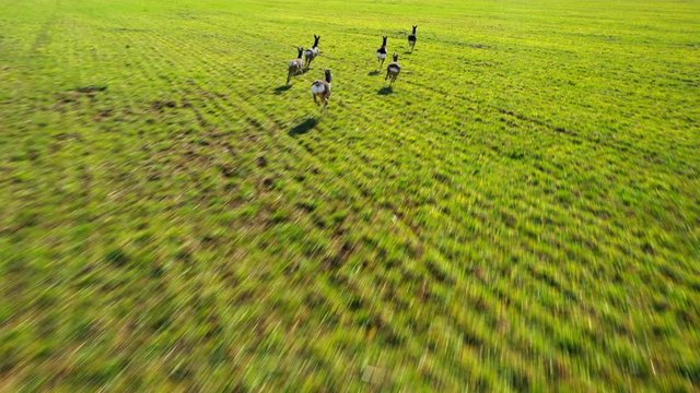 Herd of Roe Deer runing on green field. Deers are dangerous pests for young seedlings. Helicopter flight over wild animals. Wildlife from above. Aerial safari in Central Europe. 