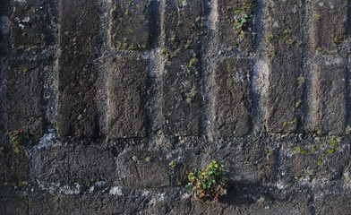 Abstract view of a stone wall showing the mortar, bricks and bits of moss and plants