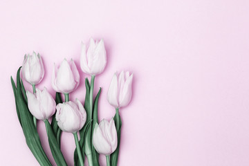 Beautiful pink tulips on pink paper backdrop. Background for 8 March, Mother and Womens Day. Gift for woman. Top view and copy space.