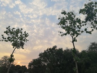 Trees and blue sky when the sun sets