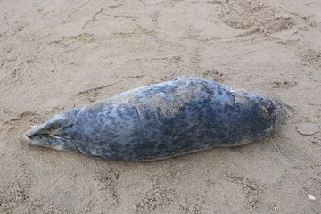 Tuinposter Dead baby seal that has been beached without his mother © pangamedia