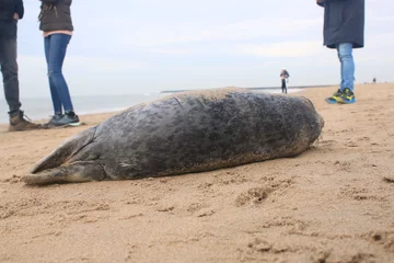 Gardinen Dead baby seal that has been beached without his mother © pangamedia