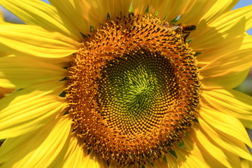 little bee flying in sunflower fild, beautiful flower blooming in nature garden