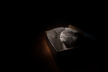 Grey Scottish fold cat sitting in shoe box and lit by theatrical light. Cats are usually very curious and climb into boxes