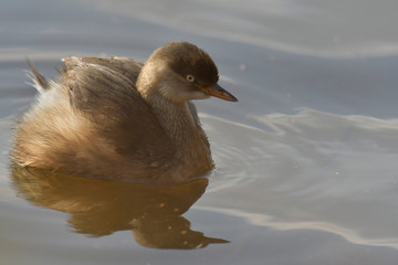 Little Grebe