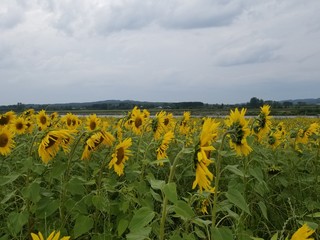 sunflower field of sunflowers