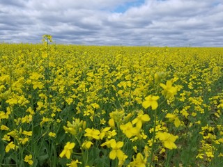 Obraz premium yellow field of oilseed rape