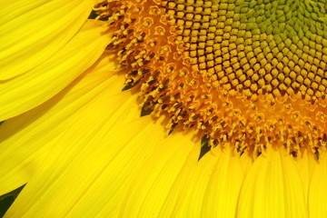 beautiful flower, sunflower blossom blooming in nature