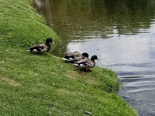 ducks in pond