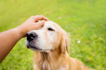 Cute Golden Retriever dog enjoying stroking from owner