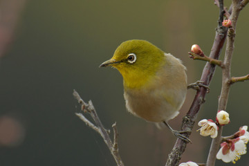 Japanese White-eye