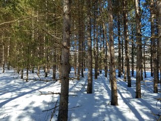forest in winter
