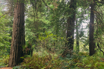 A grove of massive redwood trees in the forest