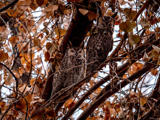 Mated great horned owls in a tree